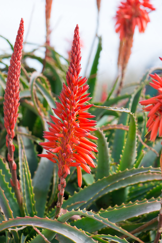 Ecco quello che devi sapere sull'Aloe Arborescens